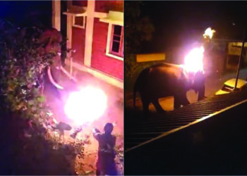 Unidentified man hurls burning tyre on straying wild elephant