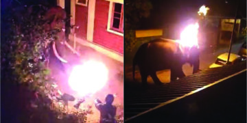 Unidentified man hurls burning tyre on straying wild elephant