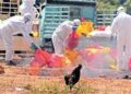 Samples of 10 dead poultry birds test positive for avian flu in Gir-Somnath dist of Gujarat