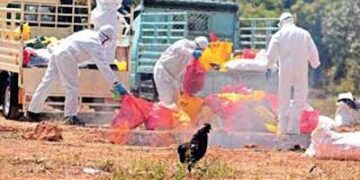 Gujarat govt officials rule out avian flu as cause of bird deaths in Junagadh