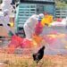 Gujarat govt officials rule out avian flu as cause of bird deaths in Junagadh