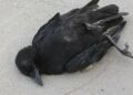 4 crows found dead at Mehsana, sent for lab tests