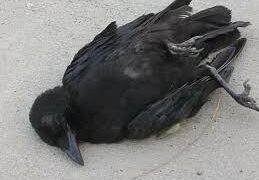 4 crows found dead at Mehsana, sent for lab tests