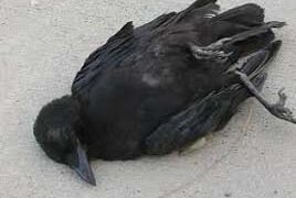 Bird flu confirmed in four districts of Gujarat