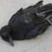 Dead crow samples test positive for bird flu in Navsari