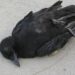 4 crows found dead at Mehsana, sent for lab tests