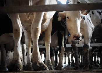 Milking money: Animal rights body bares dark truths from the land of White Revolution