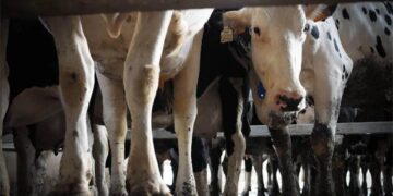 Milking money: Animal rights body bares dark truths from the land of White Revolution