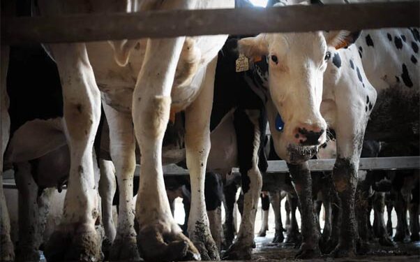 Milking money: Animal rights body bares dark truths from the land of White Revolution