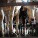 Milking money: Animal rights body bares dark truths from the land of White Revolution