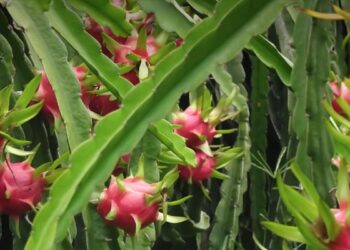 What’s in a name?: To wipe out ‘Chinese’ memories, Gujarat govt decides to rename dragon fruit as ‘Kamalam’, says CM