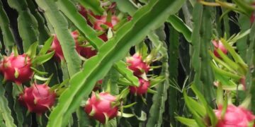 What’s in a name?: To wipe out ‘Chinese’ memories, Gujarat govt decides to rename dragon fruit as ‘Kamalam’, says CM