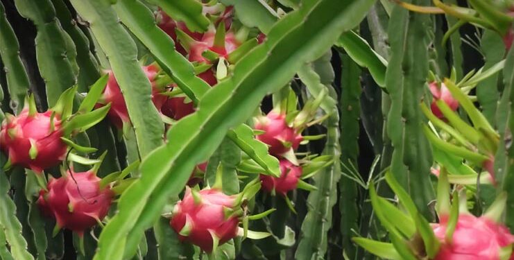 What’s in a name?: To wipe out ‘Chinese’ memories, Gujarat govt decides to rename dragon fruit as ‘Kamalam’, says CM