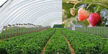 Rupani unveils wasteland horticulture plan for farmers, companies to reap good harvest of wealth