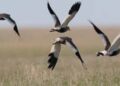 Bird flu detected in two dead lapwings in Junagadh