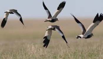 Bird flu detected in two dead lapwings in Junagadh