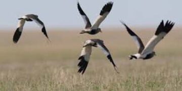 Bird flu detected in two dead lapwings in Junagadh