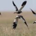 Bird flu detected in two dead lapwings in Junagadh