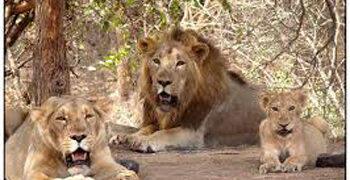 After one month, three lions rescued near Rajkot city; transported to Gir