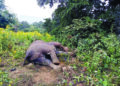 Another elephant found dead in Karlapat sanctuary, 6 jumbos die in a fortnight