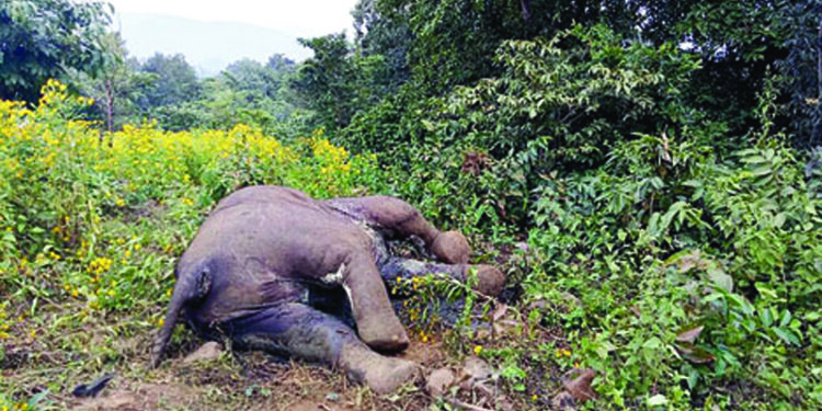 Another elephant found dead in Karlapat sanctuary, 6 jumbos die in a fortnight