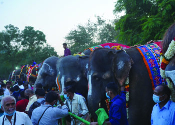 Rejuvenation camp for temple elephants begins at Thekkampatti near Mettupalayam
