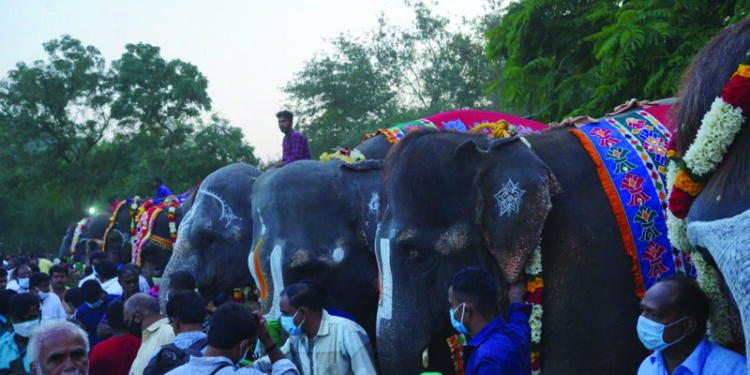 Rejuvenation camp for temple elephants begins at Thekkampatti near Mettupalayam