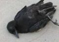 Bird flu: 190 pigeons found dead in Ahmedabad city over two days 