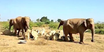 Forest officials rescue 4 female elephants found abandoned in Banaskantha village