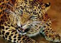 3-year-old girl mauled to death by leopard in Junagadh