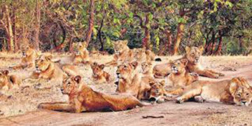 Lion cub rescued from snare near Gir forest
