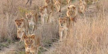 2 lions, leopard found dead in Gir and Amreli