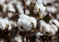 Pakistan’s Textile Ministry asks Govt to lift ban on import of cotton from India