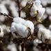 Pakistan’s Textile Ministry asks Govt to lift ban on import of cotton from India