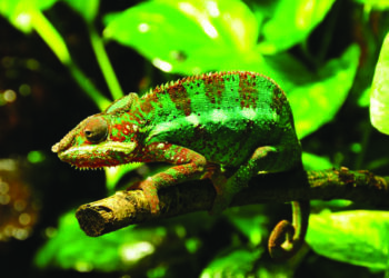 Chameleons: 170 MLAs left Cong, 18 from BJP to join other parties during polls held between 2016-2020, says ADR