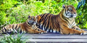 Female cub of tigress Avni released into wild after two years
