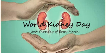 Ayurvedic formulations can help rejuvenate ailing kidney cells, say researchers