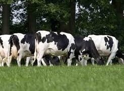 Gujarat State Animal Welfare Board cracks down on dairy industry