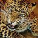 Human-animal conflict: Minor girl killed in leopard attack in Amreli village