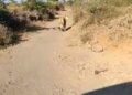 Lioness run over by vehicle near Pipavav Port in Amreli