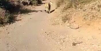 Lioness run over by vehicle near Pipavav Port in Amreli