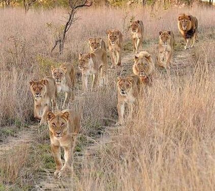 Budget Session: 313 lion deaths in 2 years, minister tells Gujarat Assembly