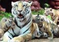 Ahmedabad zoo, lakefront, gardens closed following spike in COVID-19