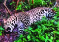 Male leopard found dead in Karamadai forest in Tamil Nadu