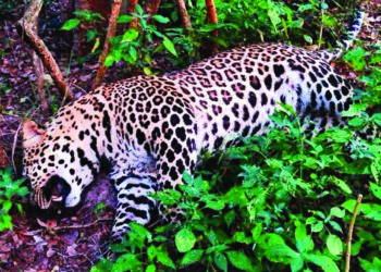 Male leopard found dead in Karamadai forest in Tamil Nadu