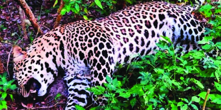 Male leopard found dead in Karamadai forest in Tamil Nadu