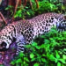 Male leopard found dead in Karamadai forest in Tamil Nadu