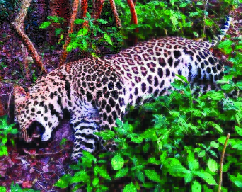 Male leopard found dead in Karamadai forest in Tamil Nadu – Navjeevan  Express