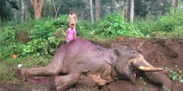 15-year-old elephant dies due to infection and starvation in Nilgiris district