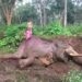 15-year-old elephant dies due to infection and starvation in Nilgiris district
